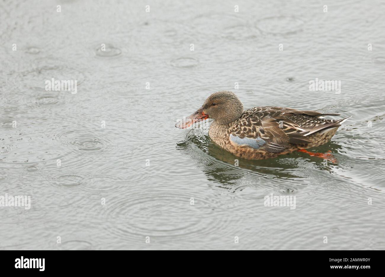 Eine hübsche Shoveler ente, Anas clypeata, Schwimmen in einem See im strömenden Regen. Stockfoto