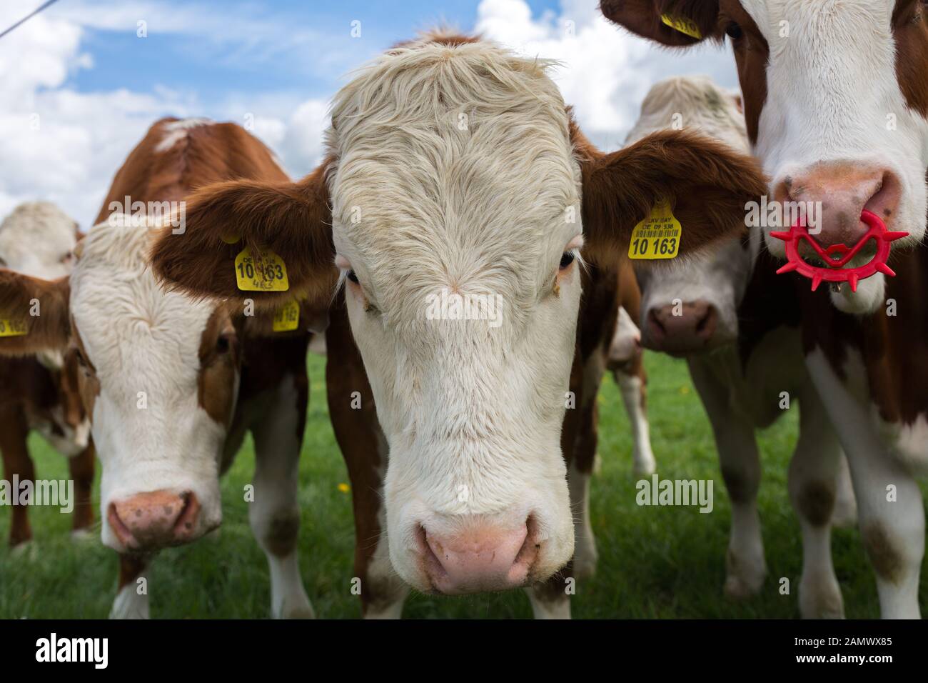 Nahaufnahme der braun/weiß gefärbten Milchkuh. Neugieriges Tier, direkt mit Blick in die Kamera. Weißer Kopf, braune Ohren mit Ohrmarken. Stockfoto