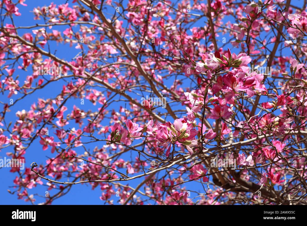 Blühende Mandelbaumblüten / Mandelblüte Stockfoto