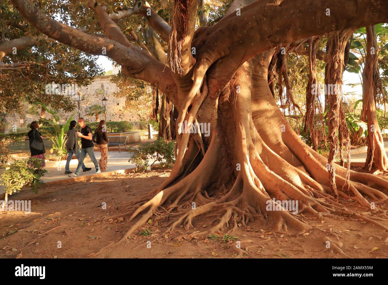 Große Wurzeln eines riesigen Ficusbaums (Ficus macrophylla) in Ortygia, Sizilien. Grandi alberi di Ficus, Ortigia. Stockfoto