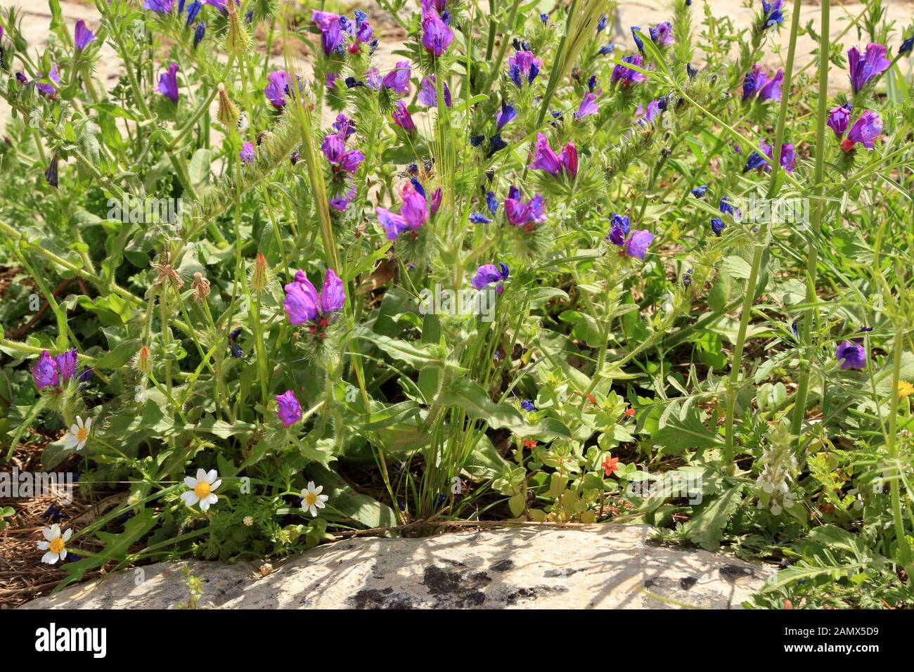 Echium vulgare Stockfoto