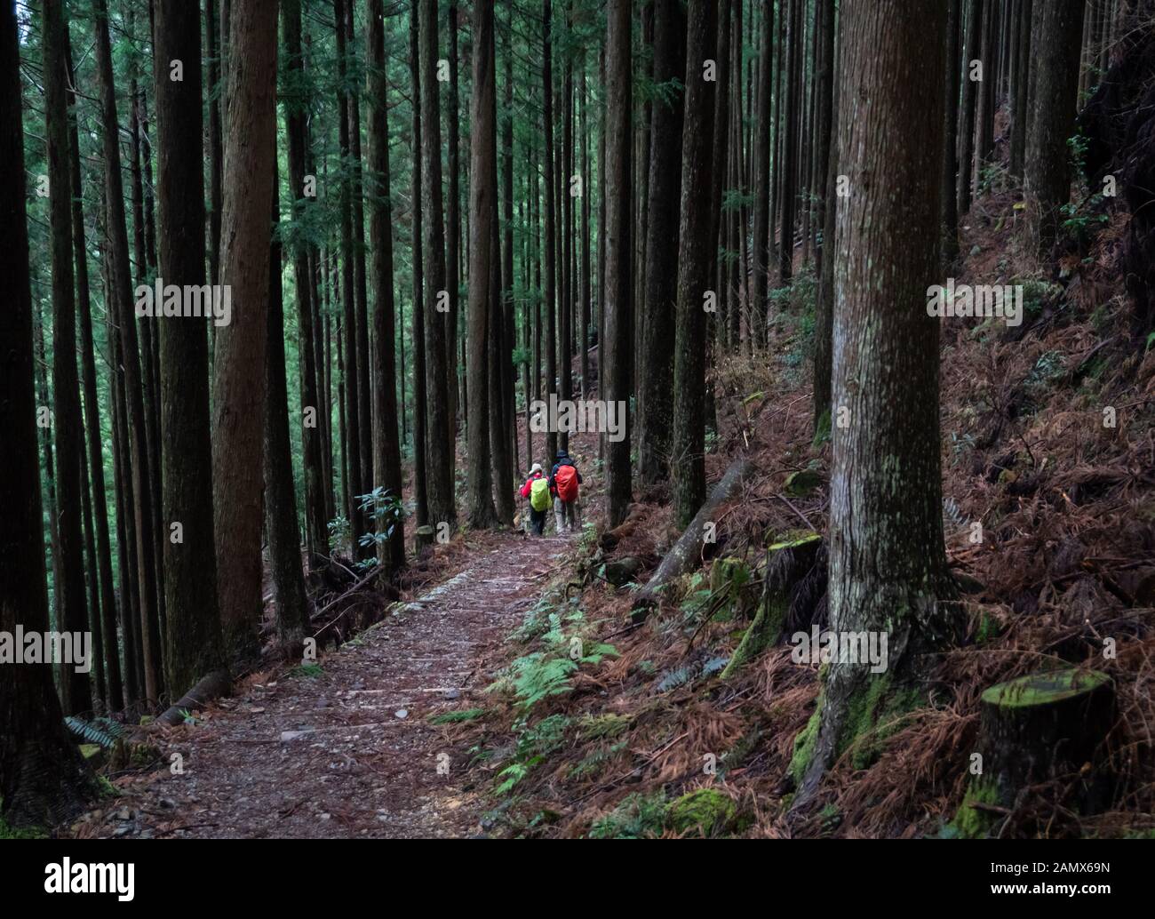 Zwei Menschen mit hellen Rucksäcke Wandern auf den Kumano Kodo Trail. Kumano Kodo ist eine Reihe von alten Pilgerwege, die kreuz und quer durch das Ki Stockfoto
