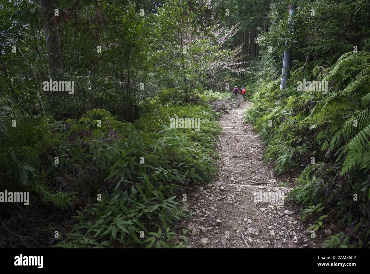 Zwei Menschen wandern die Kumano Kodo Trail in Japan Stockfoto