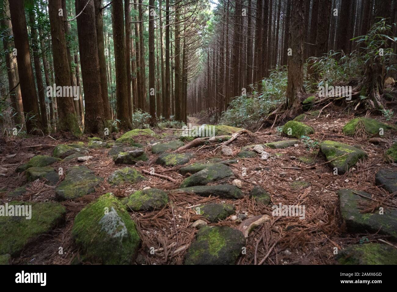 Steinerne Stufen von grünen Moos auf den Kumano Kodo Trail, Kumano Kodo ist eine Reihe von alten Pilgerwege, die den Kii Hanto, kreuz und quer durch die la Stockfoto