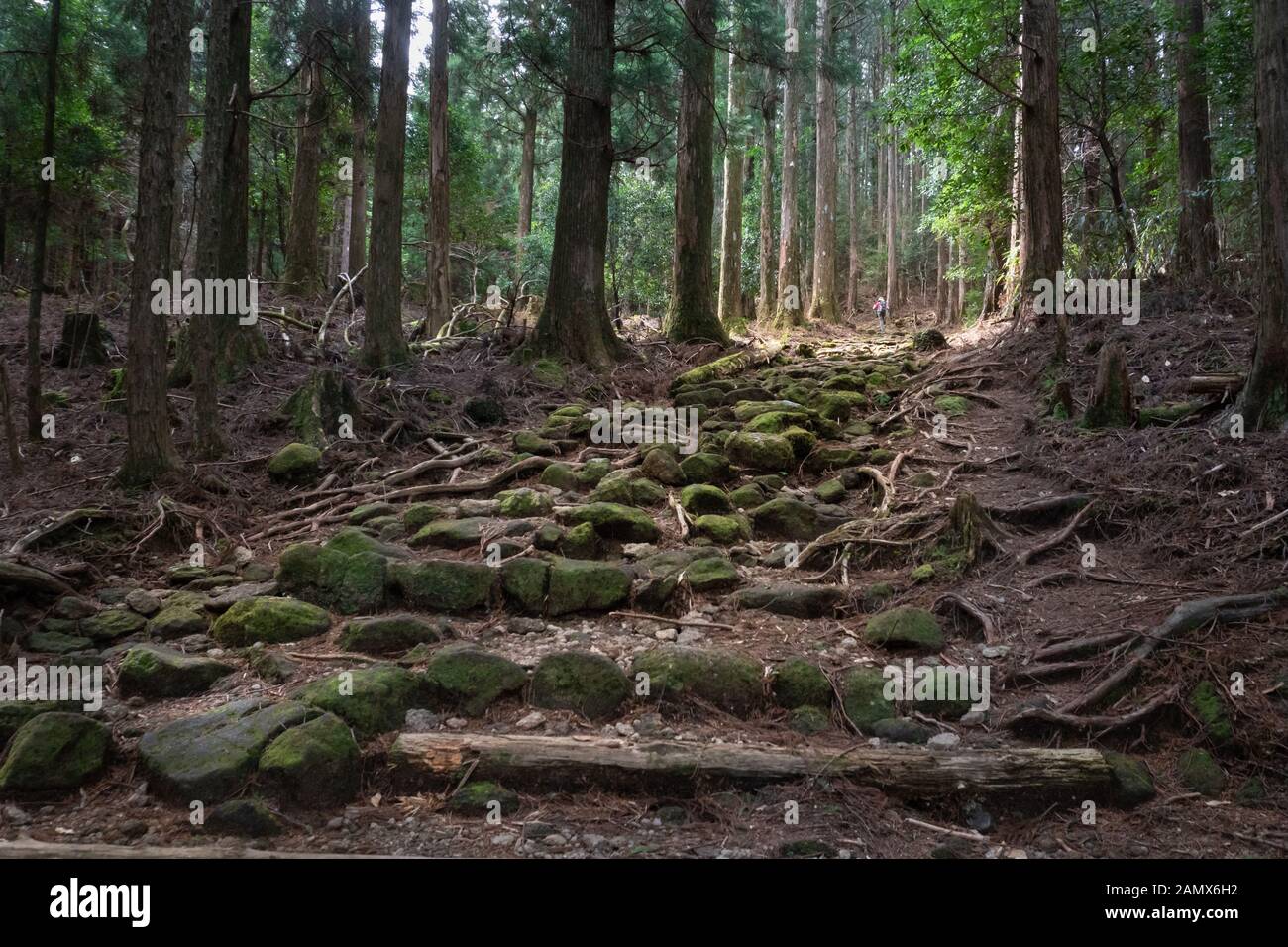 Moos, die den Stein Schritte auf dem kumano Kodo Trail, Kumano Kodo ist eine Reihe von alten Pilgerwege, die den Kii Hanto, kreuz und quer durch die Stockfoto