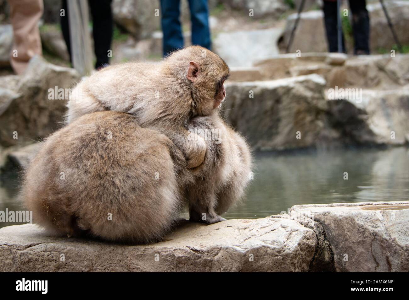 Affen spielen in der jigokudani (bedeutet "Tal der Hölle") snow Monkey Park rund um das Thermalbad und Besucher um Stockfoto