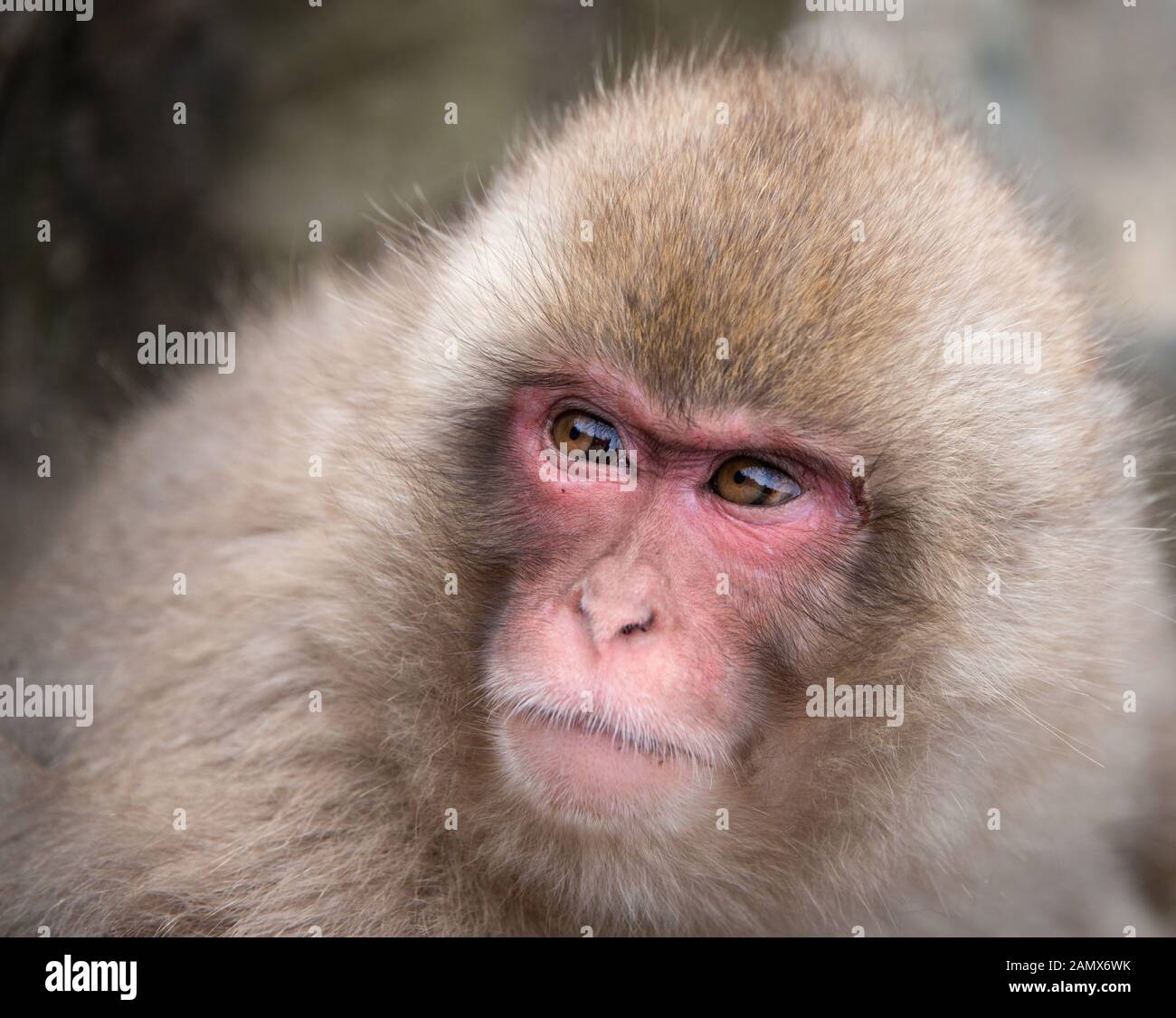Japanische macaque Affen mit Mimik in der jigokudani (bedeutet Hölle Valley) snow Monkey Park in Nagano Japan Stockfoto