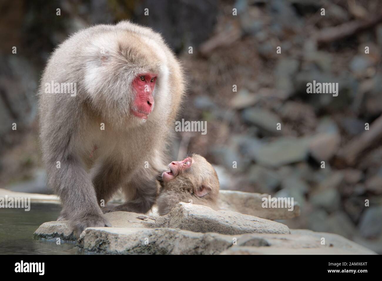 Baby snow Monkey bei Mutter Affe durch die heiße Quelle suchen im Schnee Monkey Park Nagano Stockfoto
