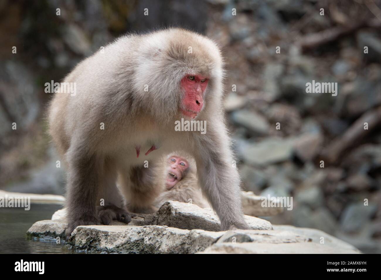 Baby snow Monkey bei Mutter Affe durch die heiße Quelle suchen im Schnee Monkey Park Nagano Stockfoto