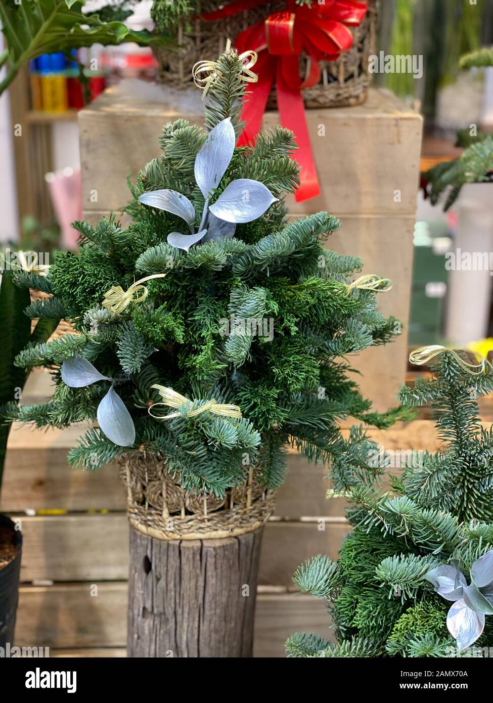 thuja typ Direct Gardening Green Giant Arborvitae Tree Live Evergreen Shrub, 3-Gallon Potted Plant, 3' to 4' Tall, 3 Pack main image 0