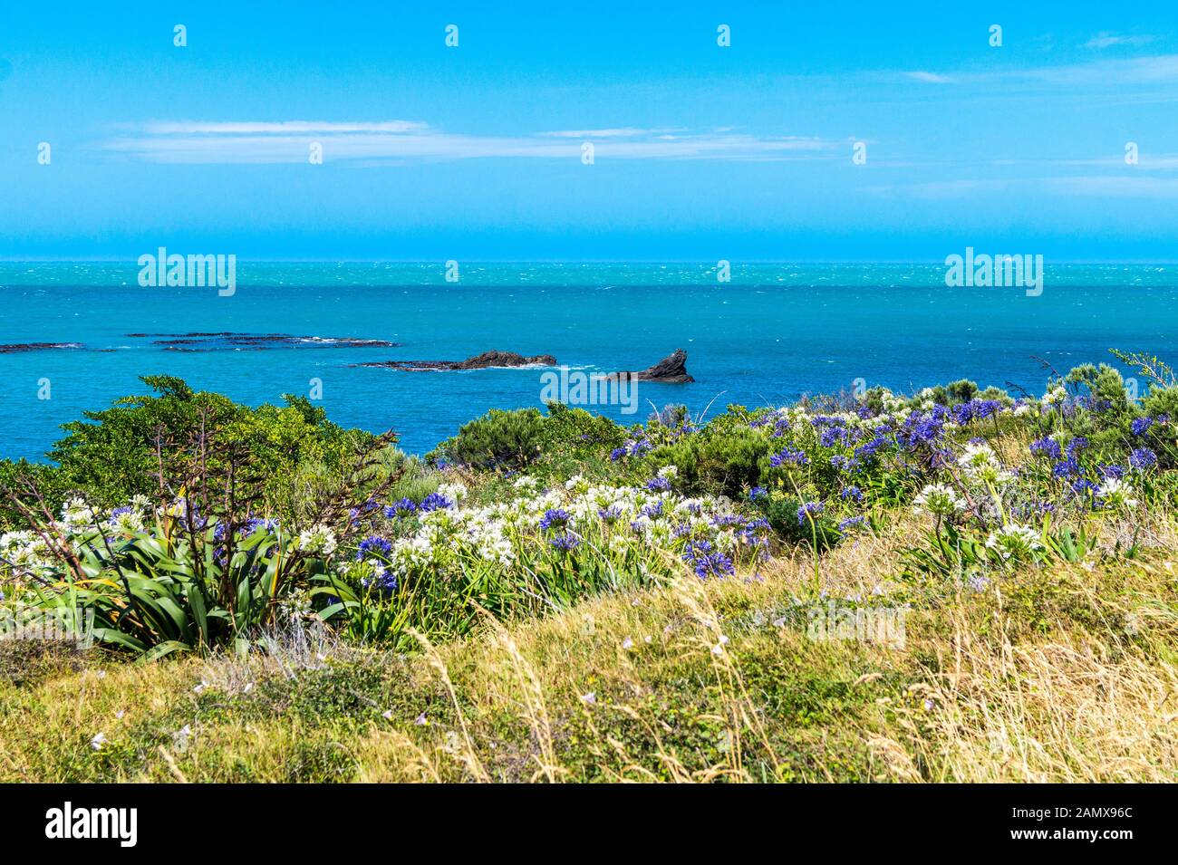 Blaue und Weiße agapanthus Blumen, Cape Palliser, Wairarapa, North Island, Neuseeland Stockfoto