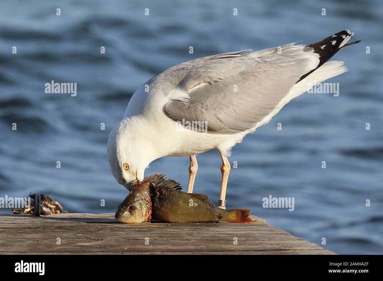 Die silbermöwe hatte einen großen Fang gemacht und filetiert den Barsch ruhig und vorsichtig. Stockfoto