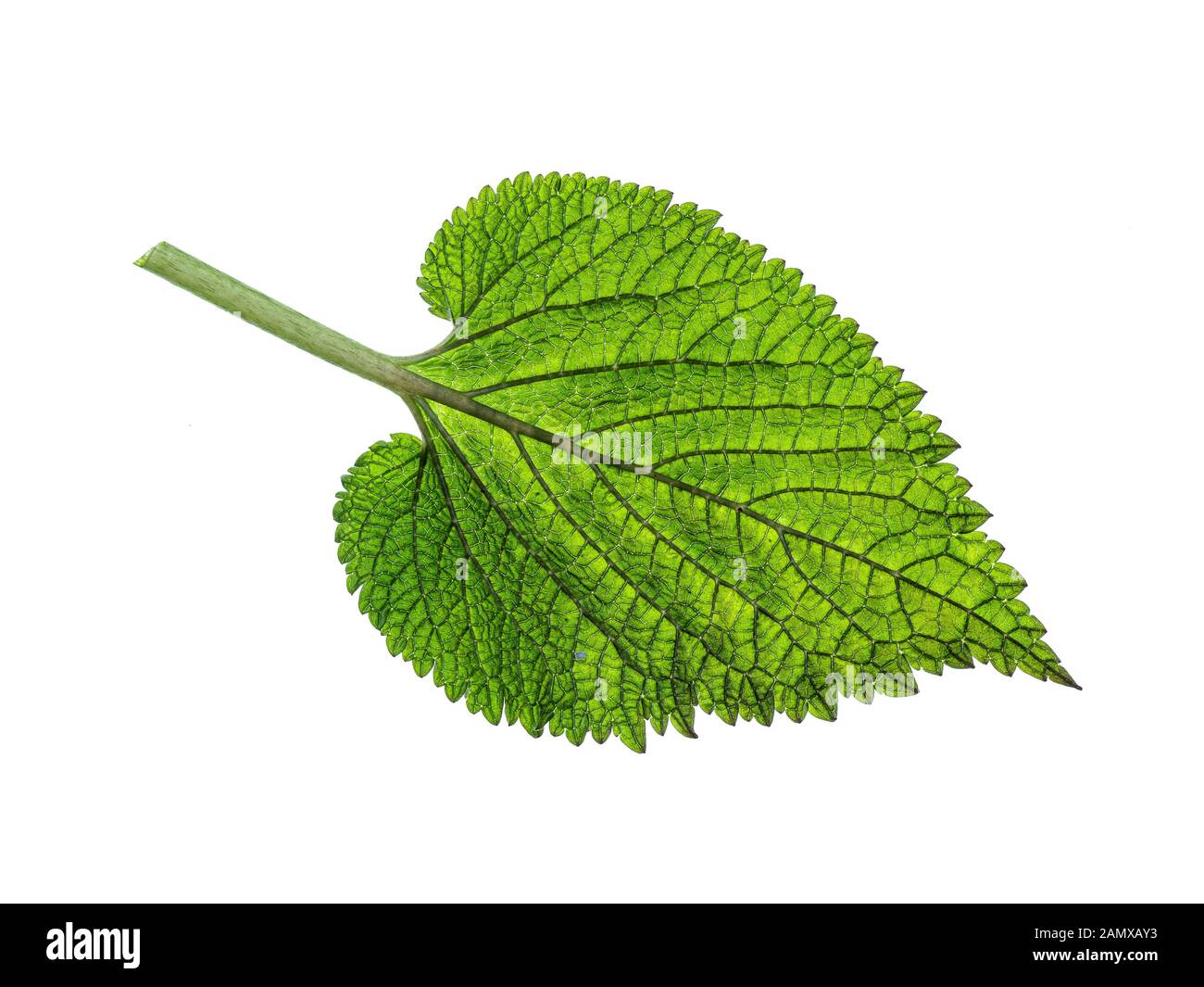 Eine Nahaufnahme von der Rückseite eines Lamium Blatt gegen einen weißen Hintergrund mit Hintergrundbeleuchtung Stockfoto