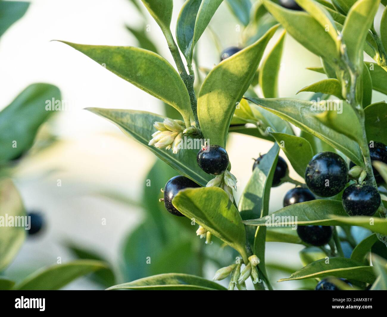 Eine Nahaufnahme zeigt die Creme Blumen und glänzend schwarze Früchte der Zwerg süße Box-Sarcocca humilis Stockfoto