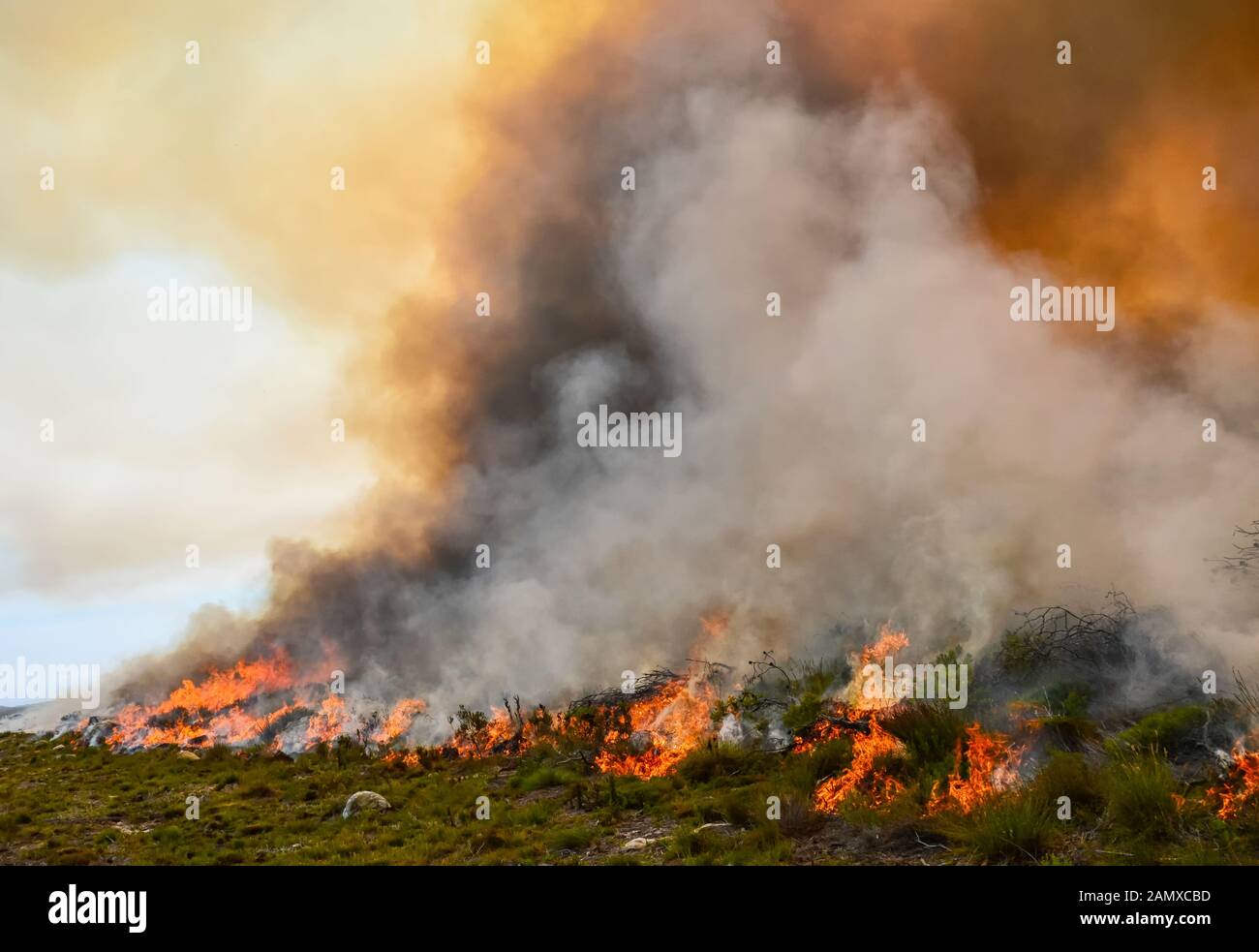 Ein Lauffeuer reißt durch trockene Fynbos auf der Kap-Halbinsel in Südafrika Stockfoto