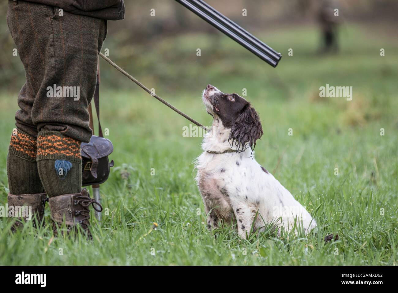 Fasan schießen mit einem Springer Spaniel Stockfoto