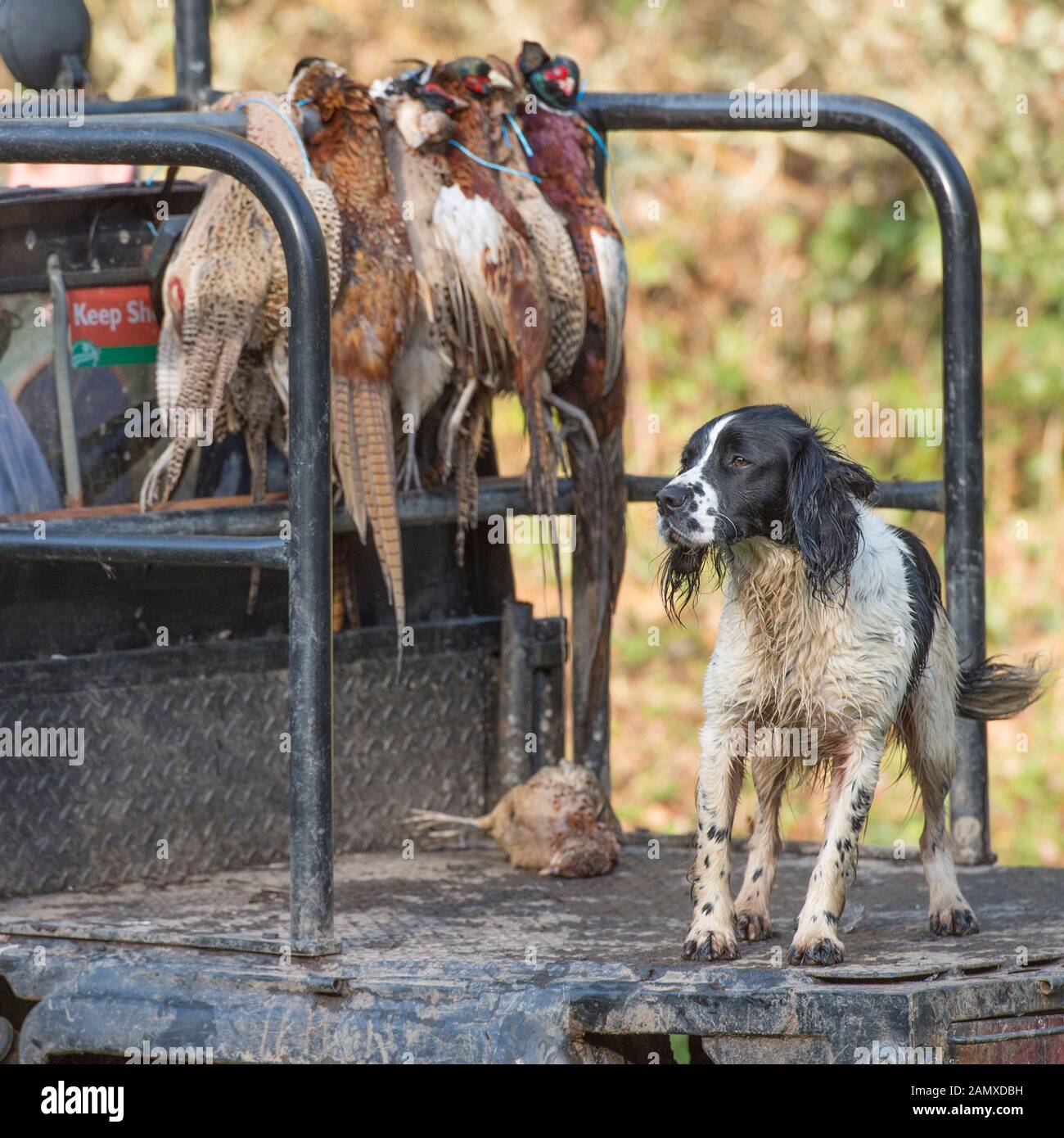 Springer Spaniel mit Schuß Fasane auf Spiel Warenkorb Stockfoto