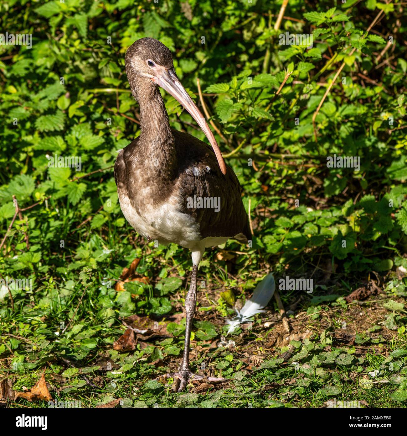 Die Glänzende ibis, Plegadis falcinellus ist ein Planschbecken Vogel in der ibis Familie Threskiornithidae. Stockfoto