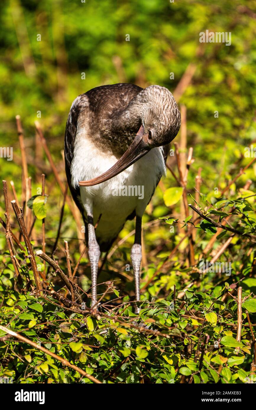 Die Glänzende ibis, Plegadis falcinellus ist ein Planschbecken Vogel in der ibis Familie Threskiornithidae. Stockfoto