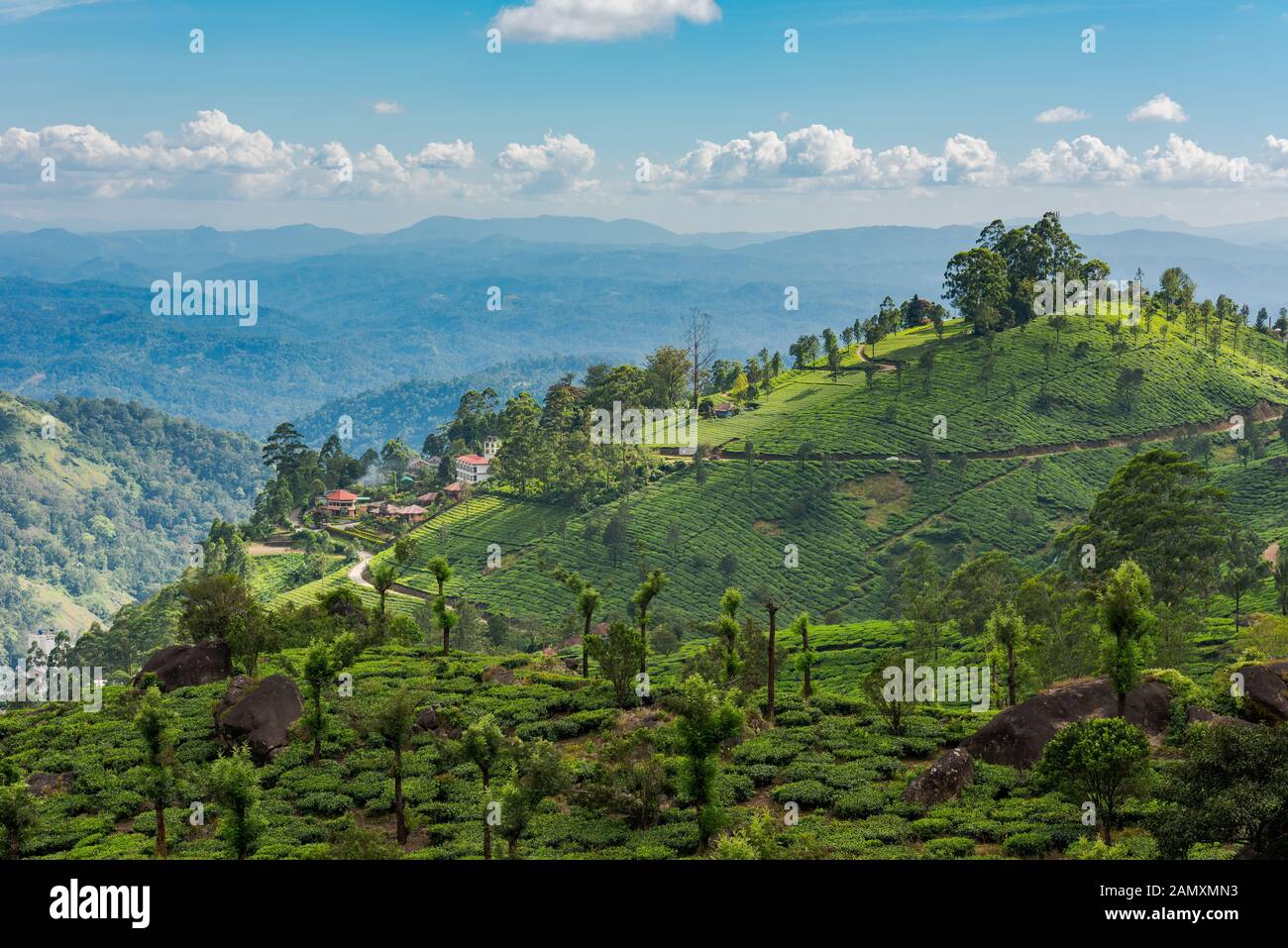 Schöner Blick auf die Teeplantage und die Berglandschaft in der Nähe von Munnar in Kerala, Südindien am sonnigen Tag Stockfoto