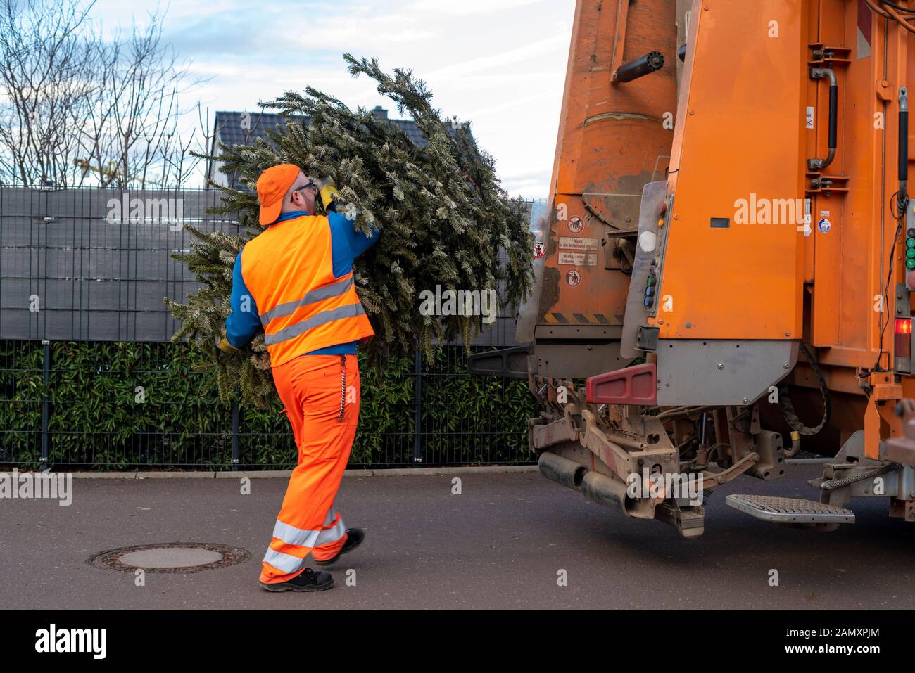 Magdeburg, Deutschland. Januar 2020. Robert Küffen (26), Mitarbeiter der Entsorgungsfirma in Magdeburg, wirft einen Weihnachtsbaum in ein Entsorgungsfahrzeug. Credit: Dpa Picture Alliance / Alamy Live News Stockfoto