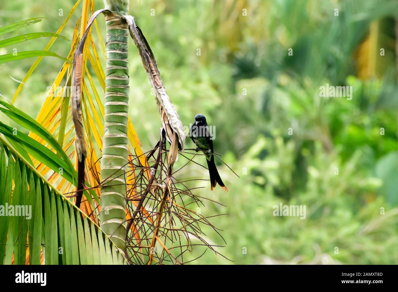 Schwarz drongo (Dicrurus macrocercus Dicruridae), einem asiatischen Säugetierart mit schwarz glänzenden Gefieder Schnabel und Gabel Schwanz auf Ast Wald barsch Sitzen Stockfoto
