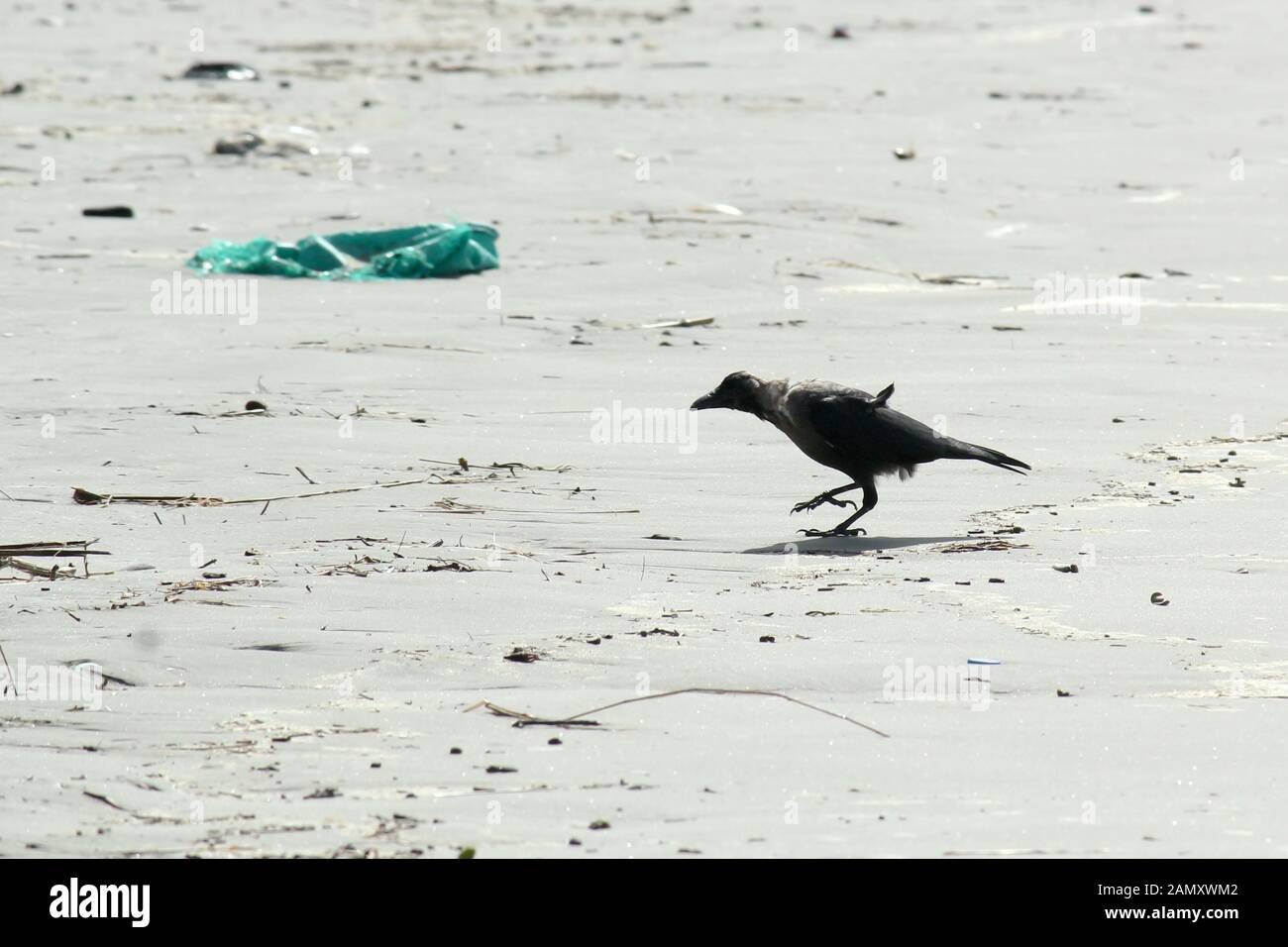 Ein mittelgroßer indianischer Hauskrähenvogel (Corvus Corvidae Familie), der als Krähen, Raben, Bäche oder Schakdawss bekannt ist, der in einem Meeresstrand gesichtet wurde. Nahaufnahme. Ani Stockfoto