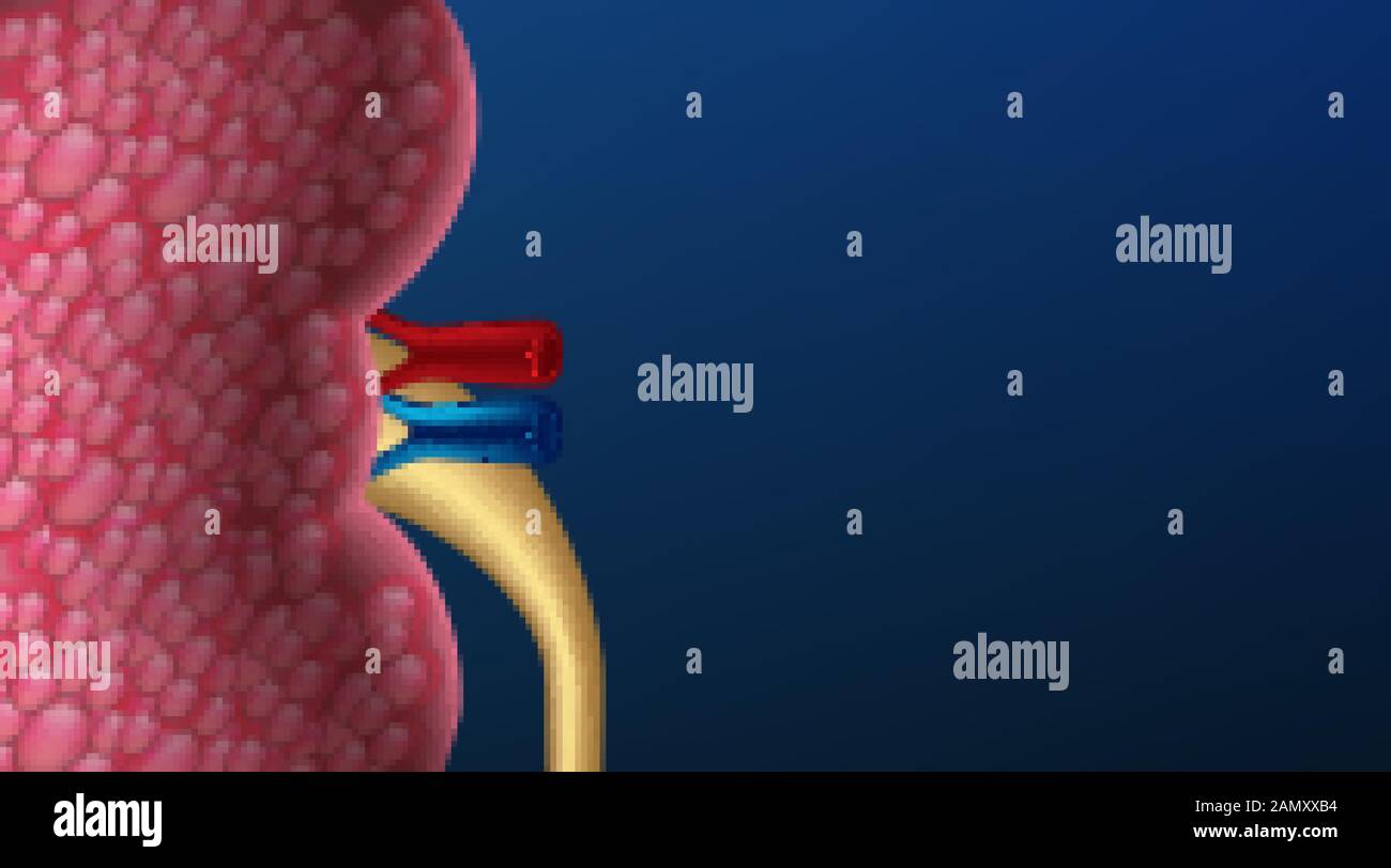 Realist Human Niere Querschnitt auf wissenschaftlichem Hintergrund. Vektordarstellung Stock Vektor