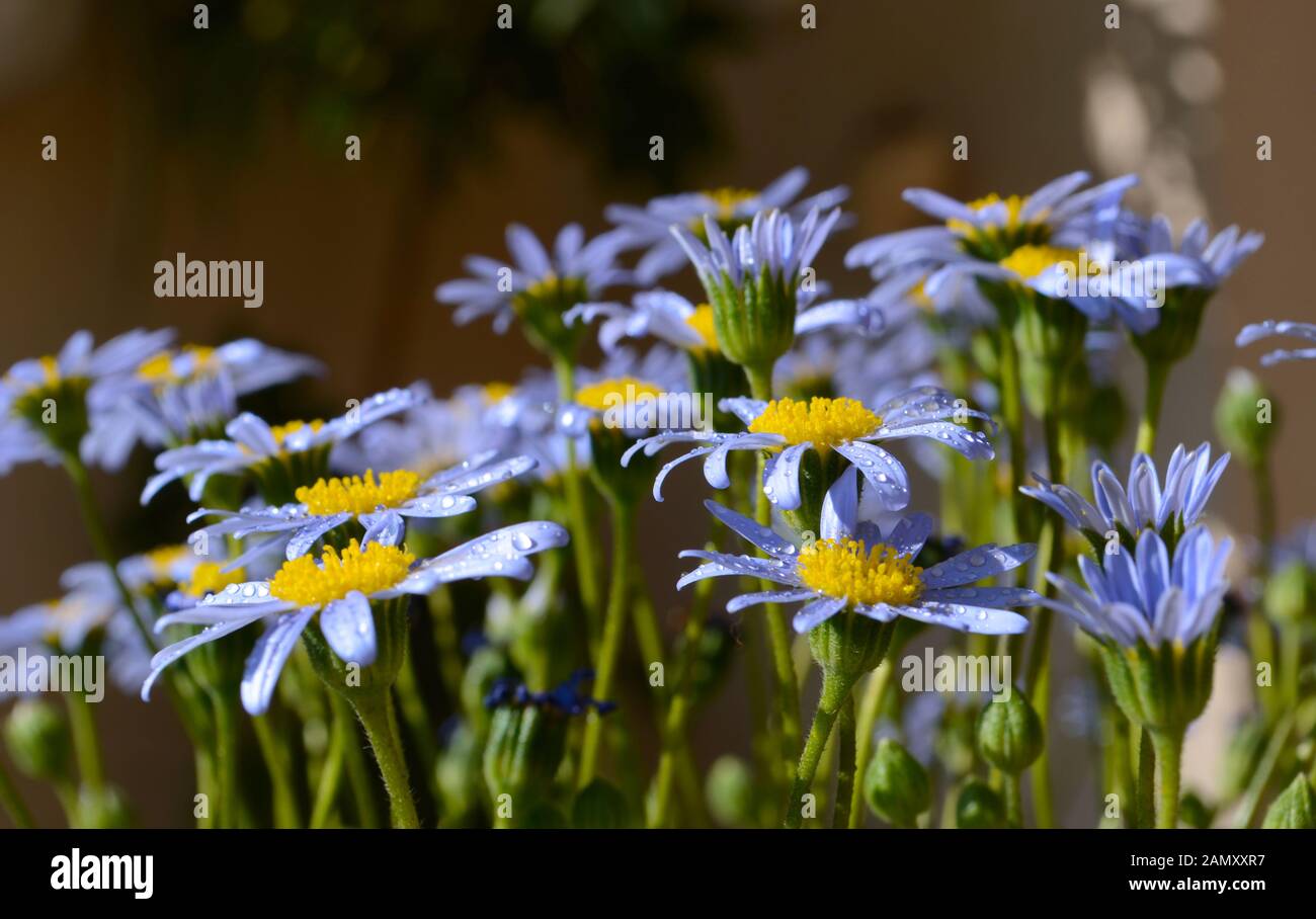 Agathaea o Felicia amelloides blau mit gelbem Pistil. Farbenfroher Hintergrund. Stockfoto