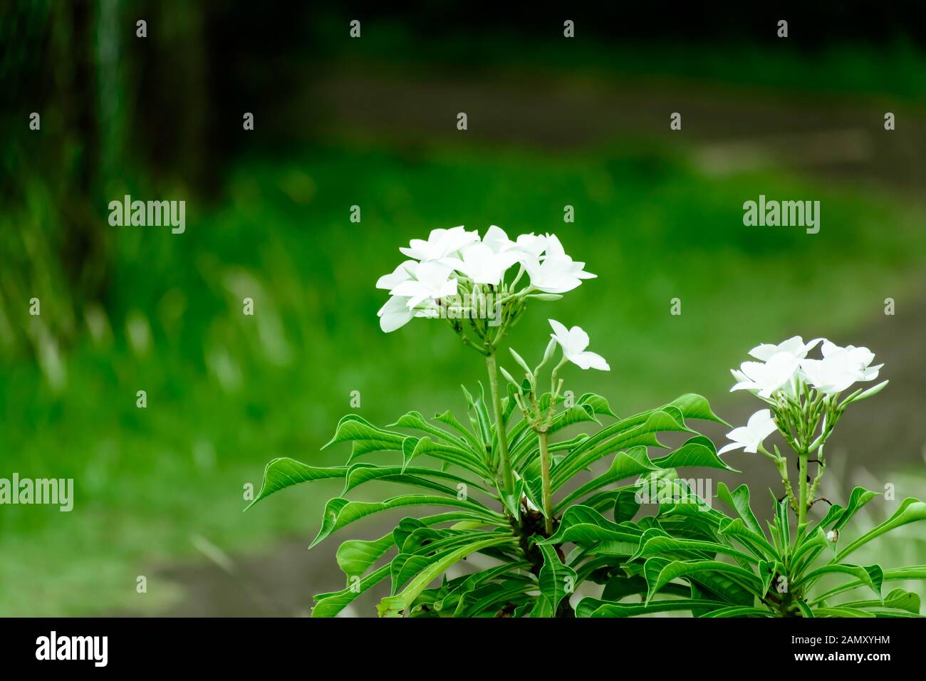 Milch weiß Tagar Blume Pflanze. Tabernaemontana Maculata. Seltene kleine Crepe Jasmin Pinwheel Blume. Immergrüne strauch Zimmerpflanze des ost-indischen Rosemar Stockfoto