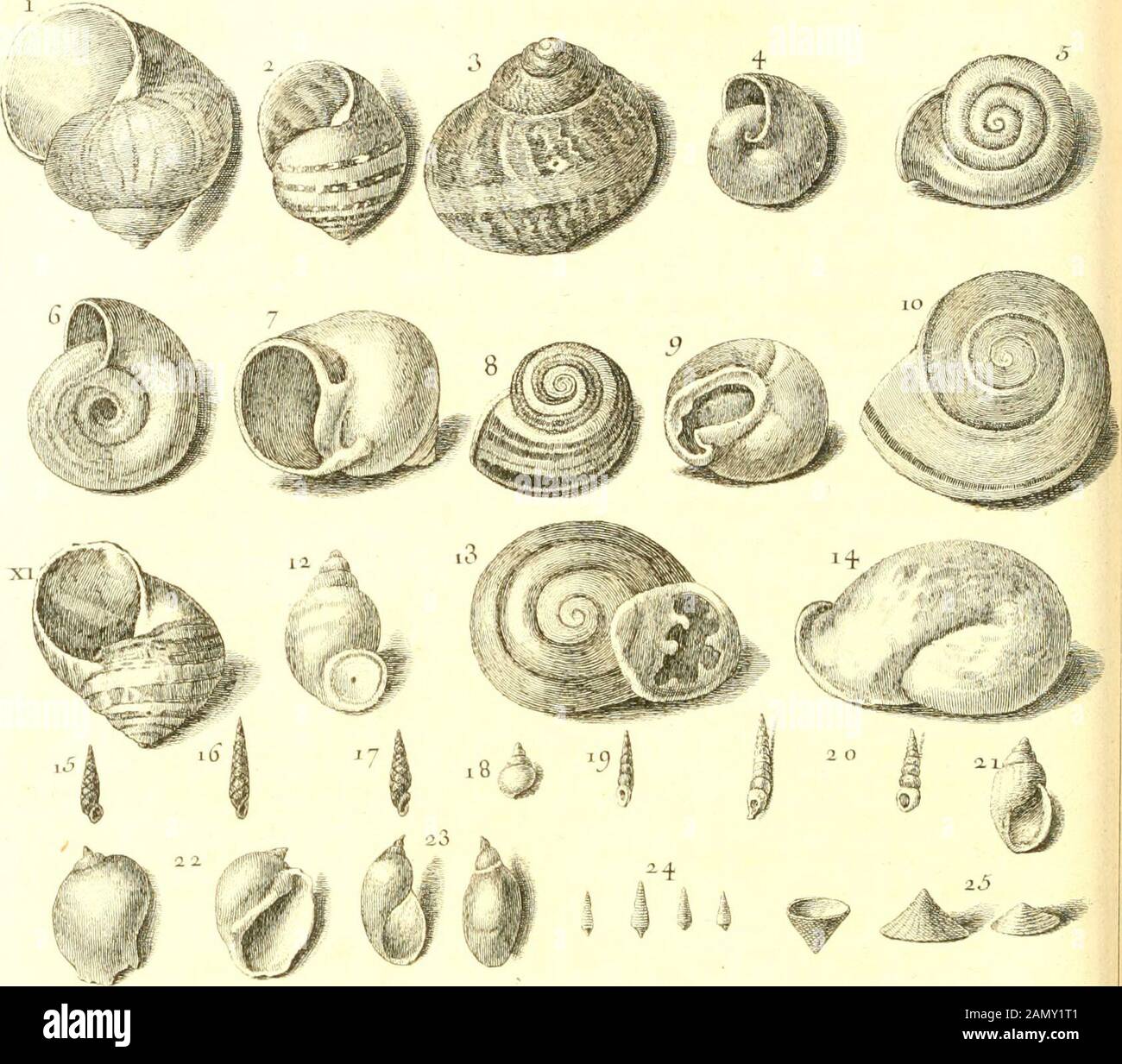 L'histoire naturelle éclaircie dans deux de ses parties principales, la lithologie et la conchyliologie : dont l'une traite des pierres et l'autre des coquillages : ouvrage dans lequel on trouve une méthode & une notice critique des principaux auteurs quel ont sur maéres: Enrichi de figures dessinées d'après nature. Coquillages Terrestres Vivants. puô Courerts Lie Ccniul/es. S. -,.^&gt;-?--:^^^ SA * * *^ Stockfoto