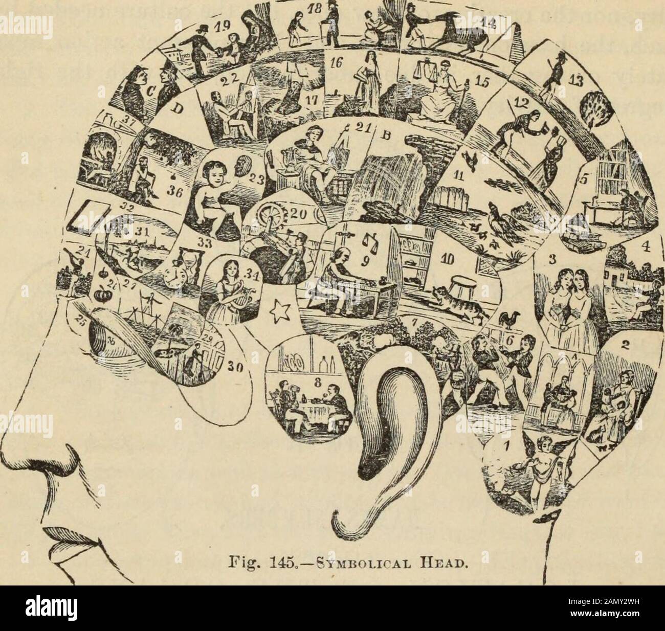 Neue Physiognomie: Oder Zeichen des Charakters, wie sie sich durch Temperament und äußere Formen manifestiert, und besonders im "menschlichen Antichel" .. 31. Ort. E. VlTATlVENESS. 19. Wohlwollen. 32. Eventualität, 6. Kamm ATI VENES8. 20. Konstruktivität. 33. Zeit. 7. Destruktivität. 21. Idealität. 34. Zinken. 8. Alimentivität. B. Unterschwelligkeit. 35. Sprache, 9. Kaufkraft. 22. Nachahmung. 36. Kausalität. 10. Skckekeness. 23. Mirth. 37. Vergleich. 11. Vorsicht. 24. Individualität C. menschliche Natur 12. Apwahrscheinlichkeit. 25. Formular. D. SUA.VITY. Zusätzlich zu diesen Diagrammen ist der Student der Phr Stockfoto