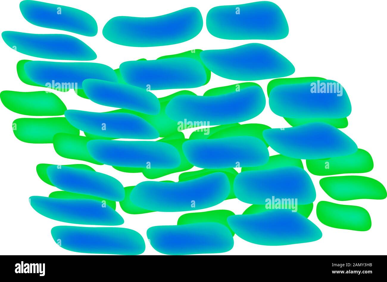 Lactobacillus. Probiotisch. Lactobacillus rhamnosus. Infografiken. Vektordarstellung auf isoliertem Hintergrund. Stock Vektor