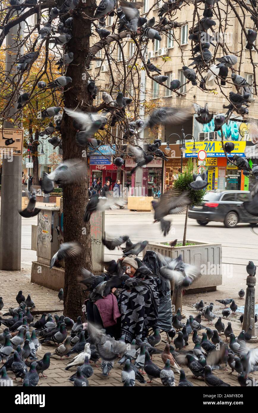 Alte, ältere, obdachlose Bettler, umgeben von zahlreichen Tauben, die auf dem Bürgersteig oder Bürgersteig in Sofia, Bulgarien, um Geld betteln Stockfoto