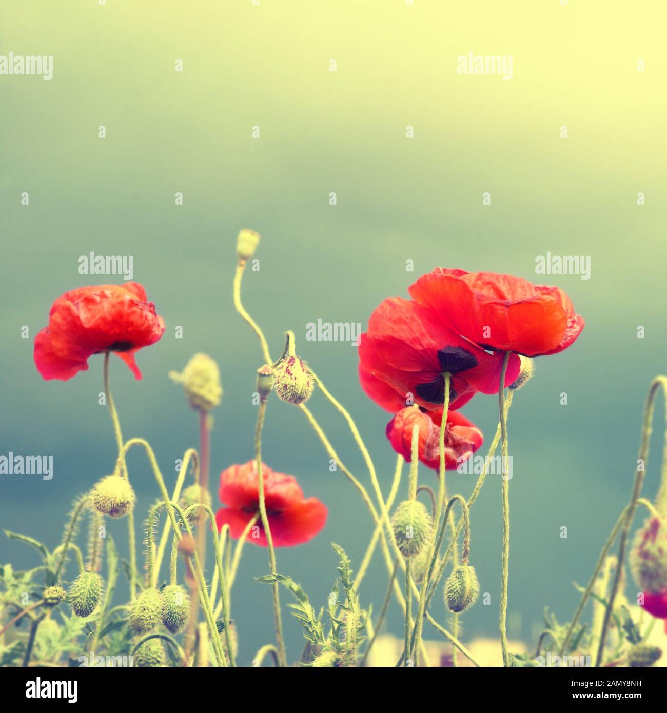 Im Mohnblumenfeld