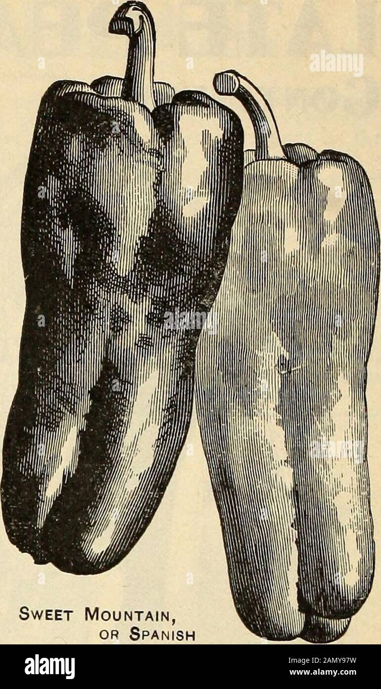 Saatgut jährlich, 1899. Sweet Mountain ODER spanischer Mammoth Pepper. SWCD Berg. ^^ ^^mm Mammotb-^ VWVVI IIAVVflft^Vlllt Pflanzen sehr kräftig und produktiv, aufrecht wachsend, mit mäßig großen Blättern. Die Frucht reift erst sehr spät. Es ist sehr groß und lang, oft acht Inchesor mehr in der Länge, um zwei im Durchmesser, sehr glatt und gutaussehend, wenn es unreif ist von einer hellen, tiefgrünen Farbe, völlig frei von Anypurpel-Binsen, und wenn reif, von einem satten Rot. Fleisch sehr dick, süß und mild gewürzt. Gut geeignet für die Verwendung als gefüllte Pflückung und besonders geeignet für die Verwendung von Grün bei der Herstellung von Pfeffer Stockfoto