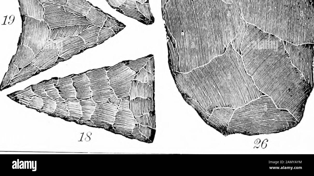 Fortschrittsbericht 1874-1889, A-Z .. . INDISCHE RELIQUIEN. D. 417 Felsmaterial, sie kommen sehr gut um die Orte der alten Indianerdörfer herum vor, wo sie in großen Mengen hergestellt wurden. Sie bestehen in der Regel aus hartem Gestein, Quarzit, Feuerstein und Jaspis hauptsächlich. Abb. 14 ist eine Probe der größten Pfeilköpfe, die aus Quarzit hergestellt wurden und repräsentativ für eine große Klasse sind. Abb. 15 ist ebenfalls aus Quarzit, gehört aber zu einer schlendereren Klasse von Reliquien, die in der Regel als Attachedto Sticks dienen sollten. Abb. 16 und 17, die ersteren an den Seiten mit einer geraden Basis gekerbt, letztere gleich mit einer konvexen Stockfoto