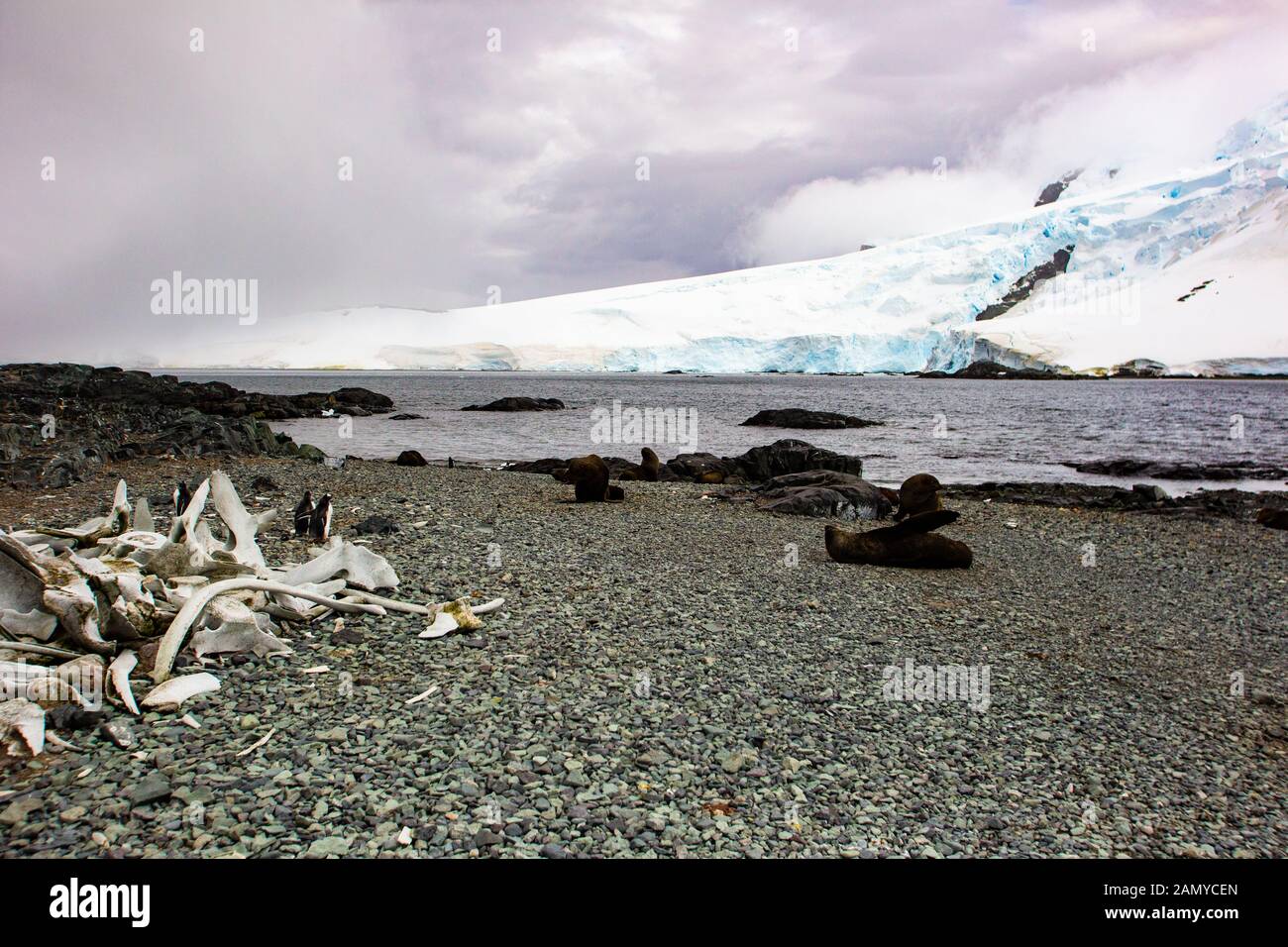 Die Skelette der geschlachteten Wale im letzten Jahrhundert. In der Antarktis fotografiert. Stockfoto