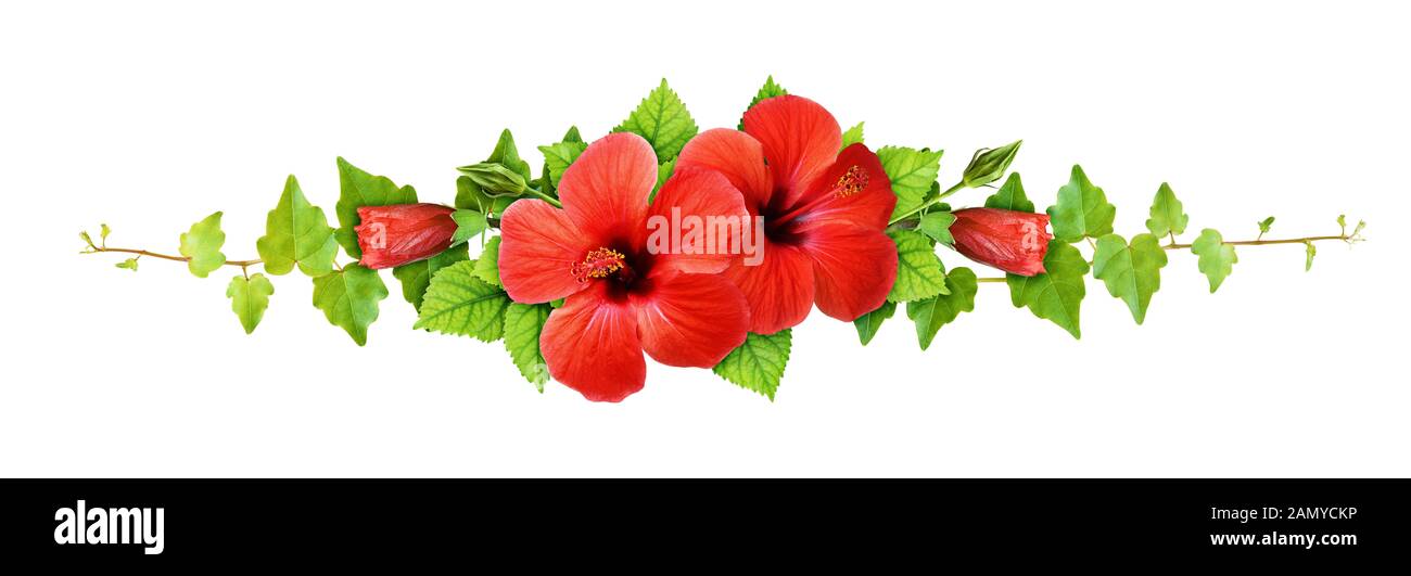 Efeu Blätter und red Hibiscus Blüten in einer Linie Anordnung auf weißem Hintergrund Stockfoto