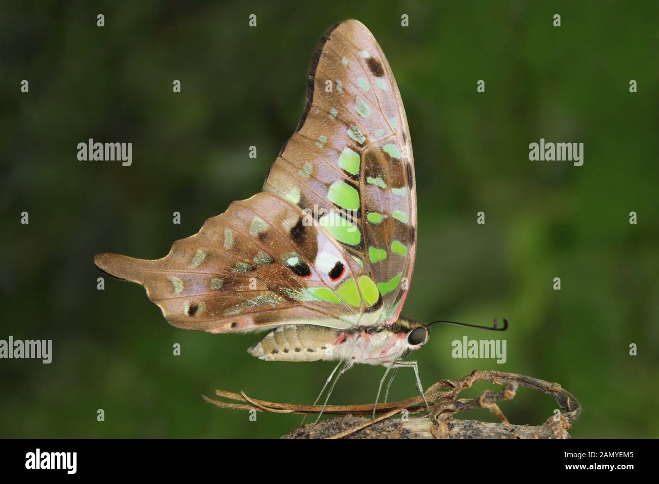 Tailed Jay Graphium agamemnon Stockfoto