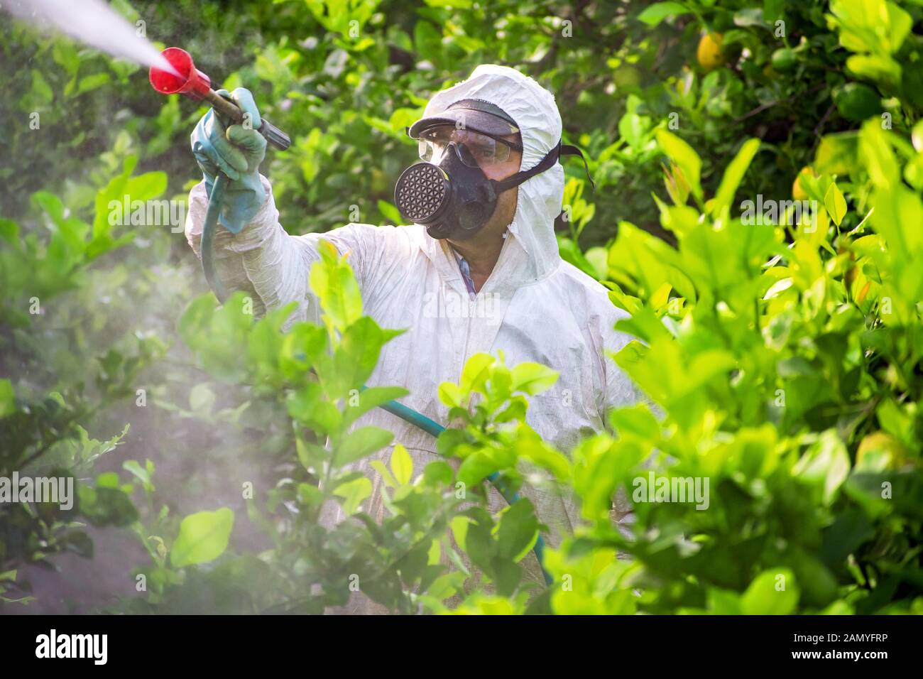 Landwirt mann Spritzen ausräuchern Pesti, Schädlingsbekämpfung. Unkraut Insektizid Begasung. Biologische ökologische Landwirtschaft. Spritzen mit Pestiziden in Obst Stockfoto