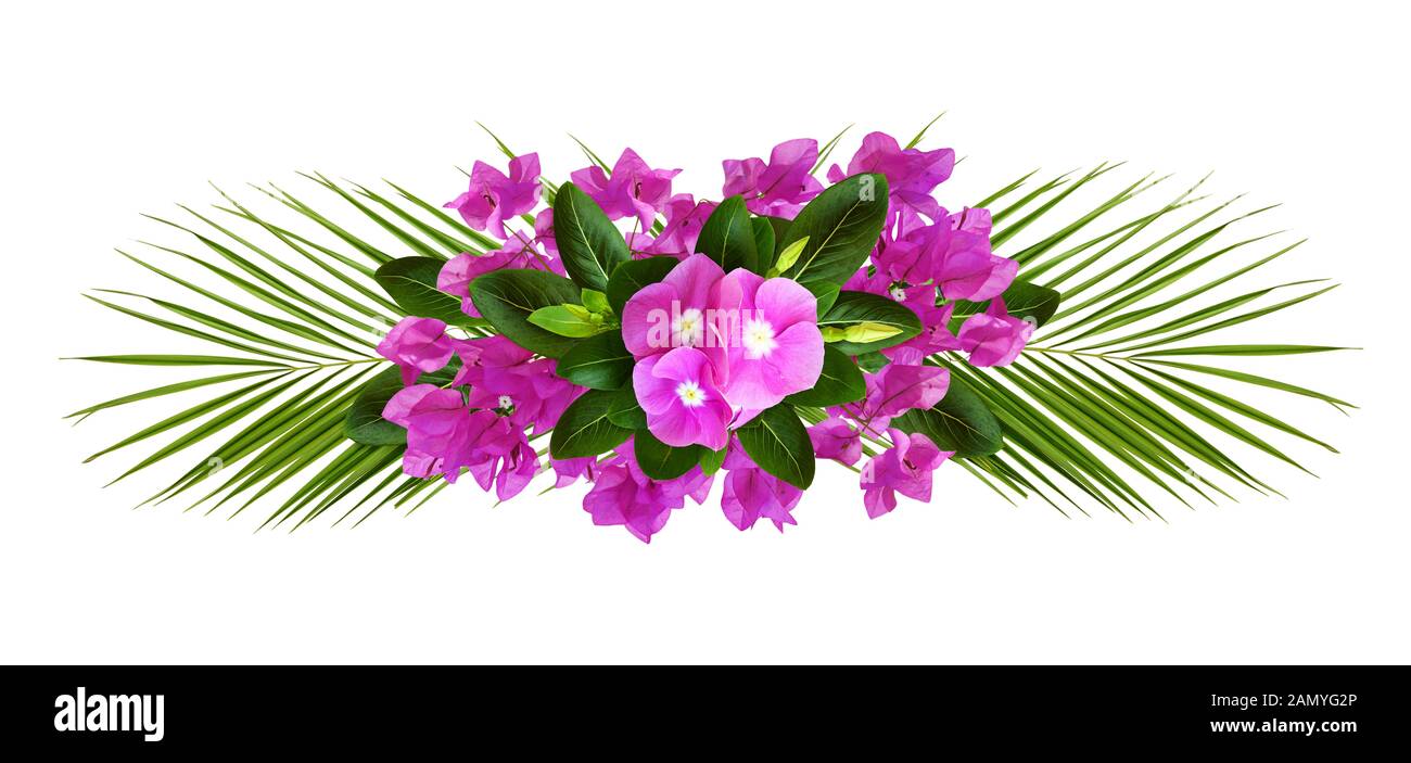 Catharanthus und Bougainvillea Blüten in einem tropischen line Anordnung auf weißem Hintergrund Stockfoto