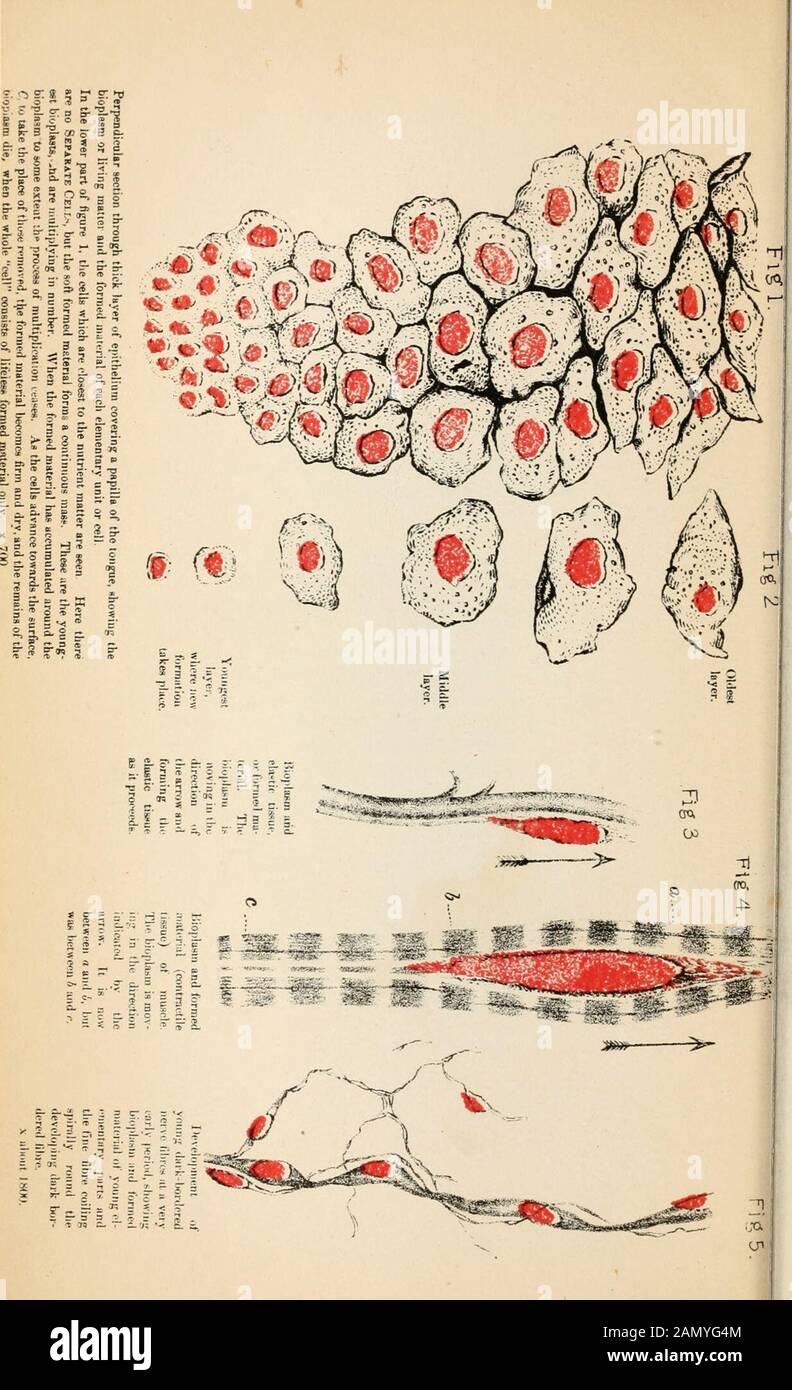 Biologie, mit Präludien auf aktuelle Ereignisse . Im Namen des Theaxioms, dass jede Änderung eine ausreichende Ursache haben muss, würde also und damit [das Papier zerreißen] die materialistische oder mechanische Theorie des Ursprungs lebendiger Gewebe und der Seele intoshredern. [Beifall.] VI. LEBEN ODER MECHANISMUS,- WELCHE? DIE EINUNDFÜNFZIG LECTUKE IN DER BOSTON MOXDATLECTURESHIP, GELIEFERT IN DER PARK-STREET CHURCH, 6. NOVEMBER. TU cuncta subemoDucis ab exempo, pulchrum pulclierimus ipseMundum mente gerens, siinilique stellen sich Fonnans vor. Boethius, De ComoL, 9. * What Time This Worlds Great Workmaister did castTo all thi Stockfoto