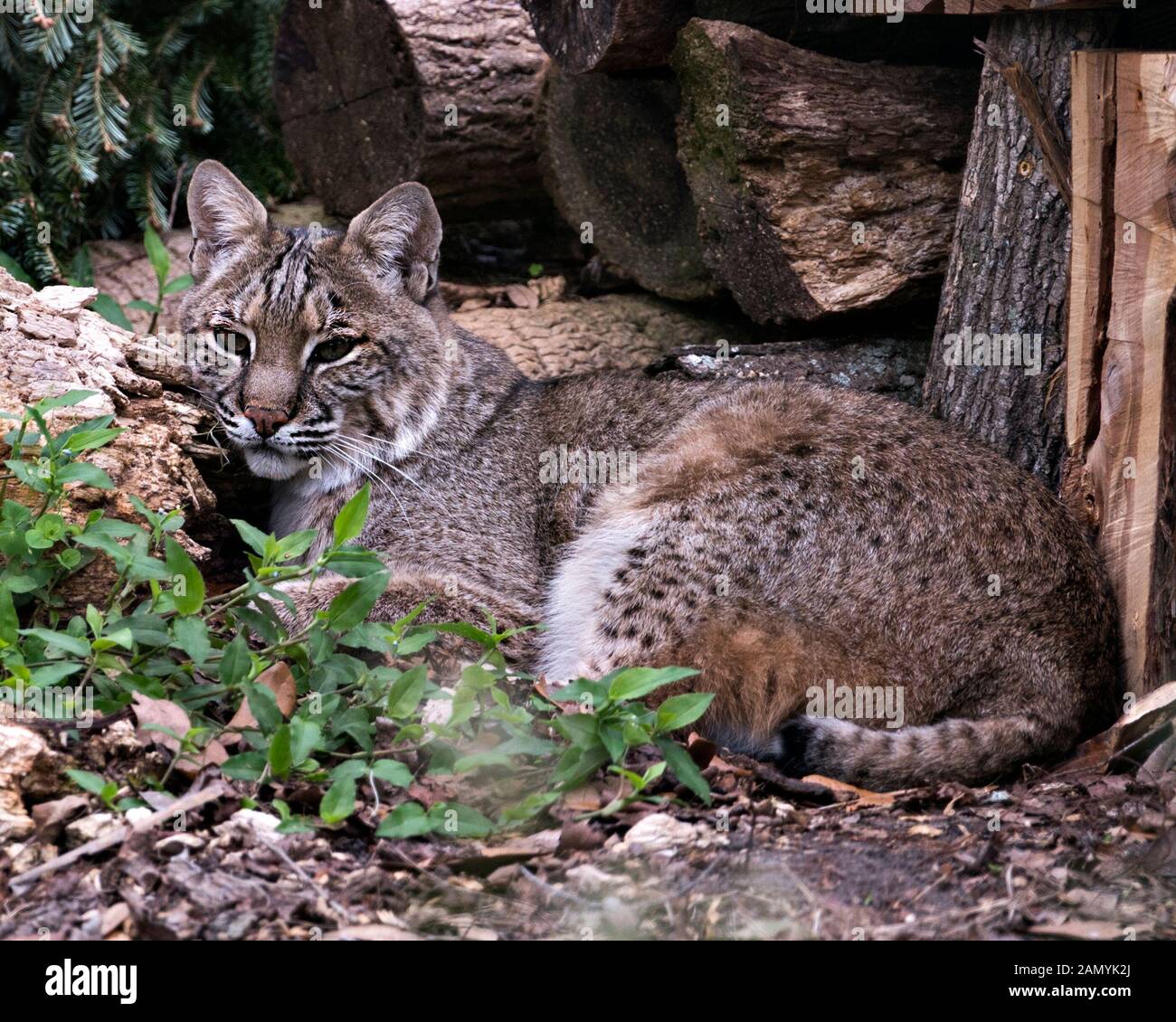 Bobcat Tier durch eine Baumstruktur anzeigen braunes Fell, Kopf, Ohren, Augen, Nase, Mund, Pfoten, Schwanz in seine Umwelt und Umgebung genießen Sie den Tag. Stockfoto