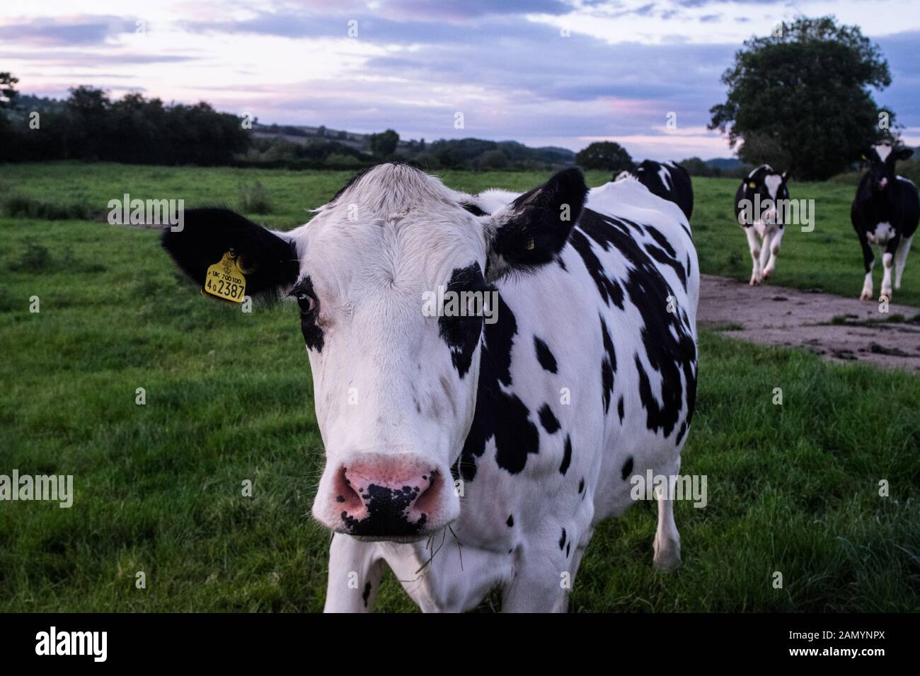 Welsh Friesische Kuh steht bei Kamera schaut mit mehr Kühe im Hintergrund Stockfoto