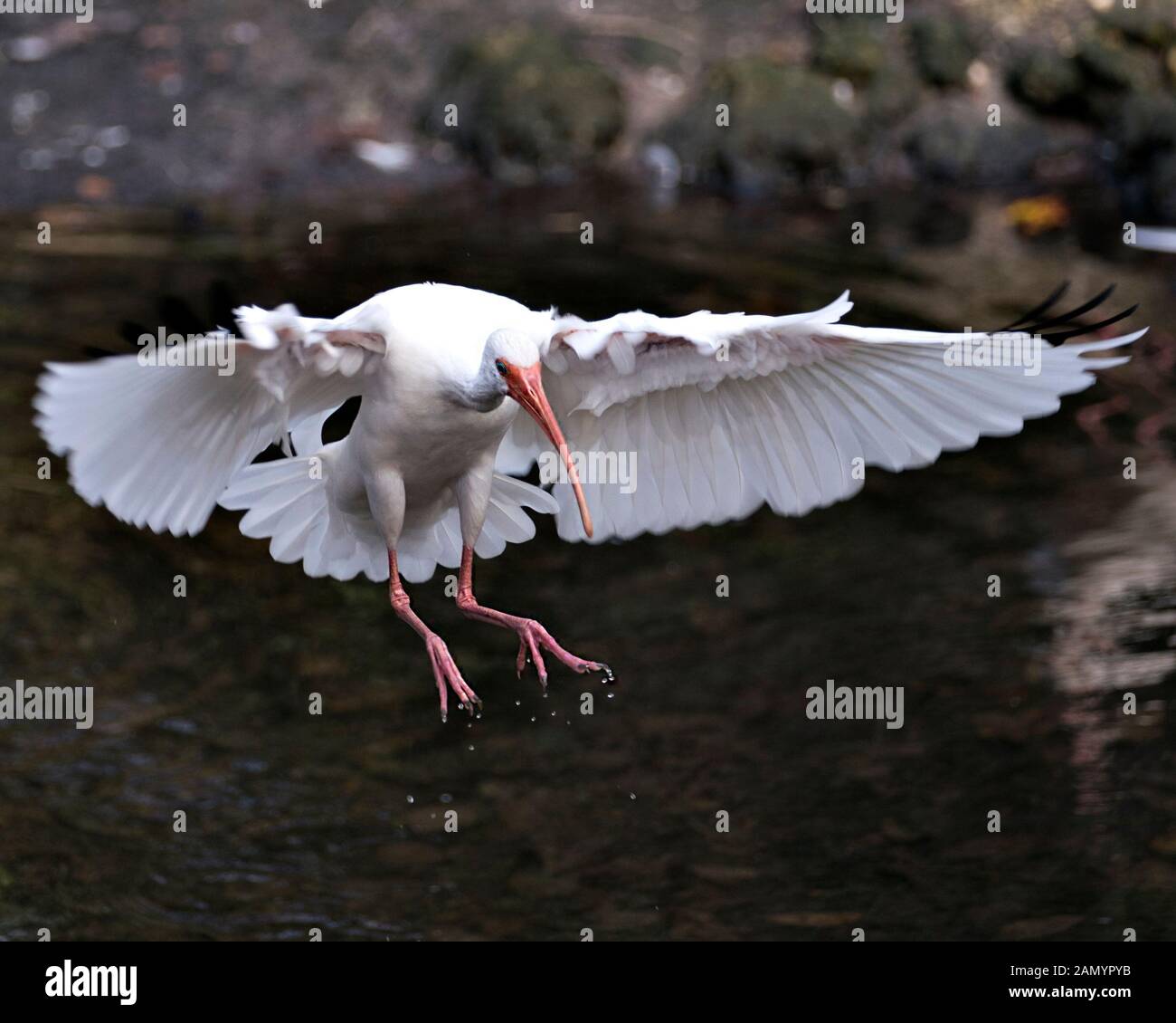 White Ibis Vogel in der Nähe Profil ansehen Landung auf dem Wasser mit Hintergrund, mit ausgebreiteten Flügeln, weiße Federn Gefieder, Körper, Kopf, Augen, Schnabel, lo Stockfoto