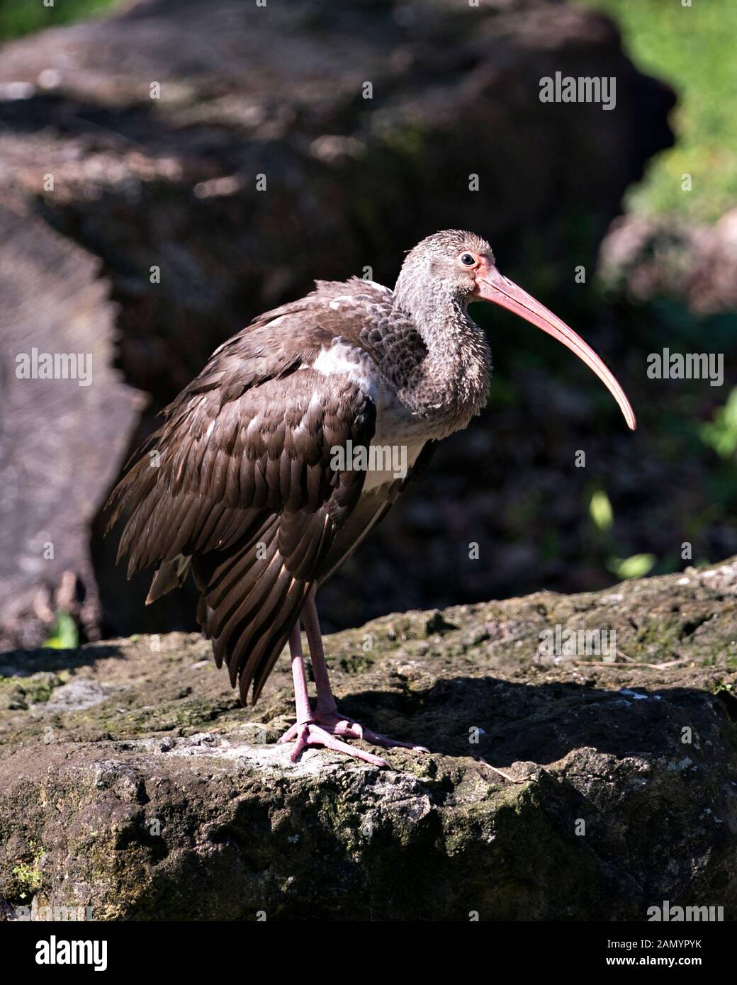 White Ibis juvenile Vogel close-up Profil anzeigen Mit rock Hintergrund, mit ausgebreiteten Flügeln, braunen Federn Gefieder, Körper, Kopf, Augen, Schnabel, langen Hals Stockfoto