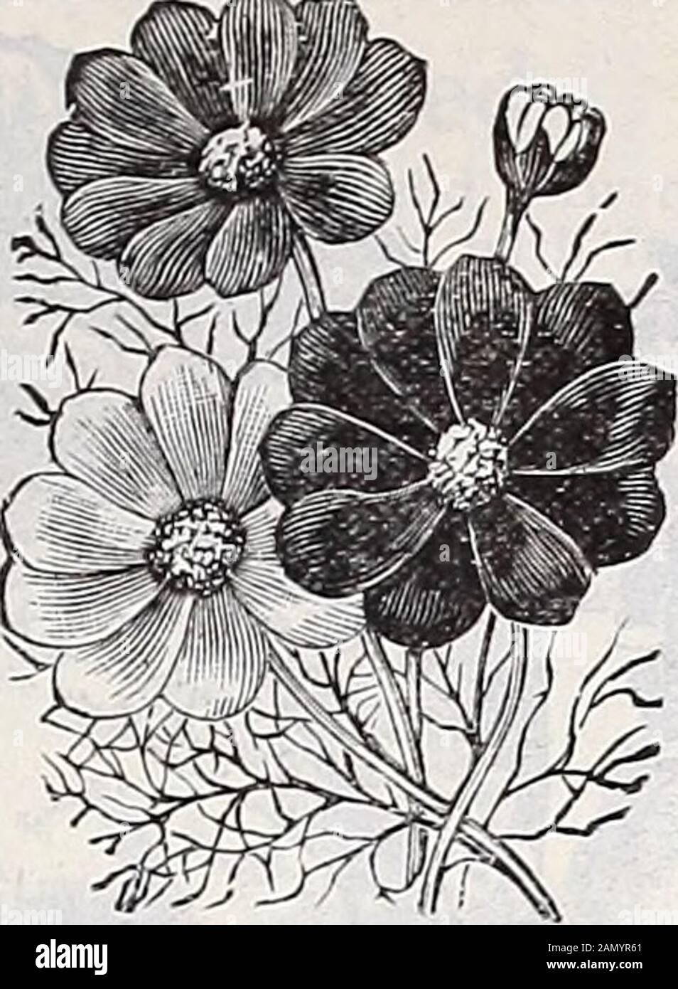 Jahreskatalog von Schwill's Sure Seeds . Nelke, Marguerite Cosmos Zwerg Frühblütige Nelke, Marguerite-Überaus duftende Doppelblumen, sehr schön. Pkt., 10c Kosmos, Riesenblumen messen von iYz bis 5 Zoll quer, gebratene, geknickte, gezahnte und einfarbige Kronblätter und in Farbe frömpeln weiß durch Rosa- und Rottöne bis zu sattem Dunkelrot. Riesenkrimson pkt. 10c Giant Pink Pkt. 10c Giant White Pkt. 10c Giant Mixed Pkt. 10c Kosmos, Zwerg, Early-Flowering-Of kompaktes, buschiges Wachstum (ca. 4 Fuß), mit Blumen, die so groß sind wie die älteren Arten. Thishas erwies sich als beliebteste Sorte. Stockfoto