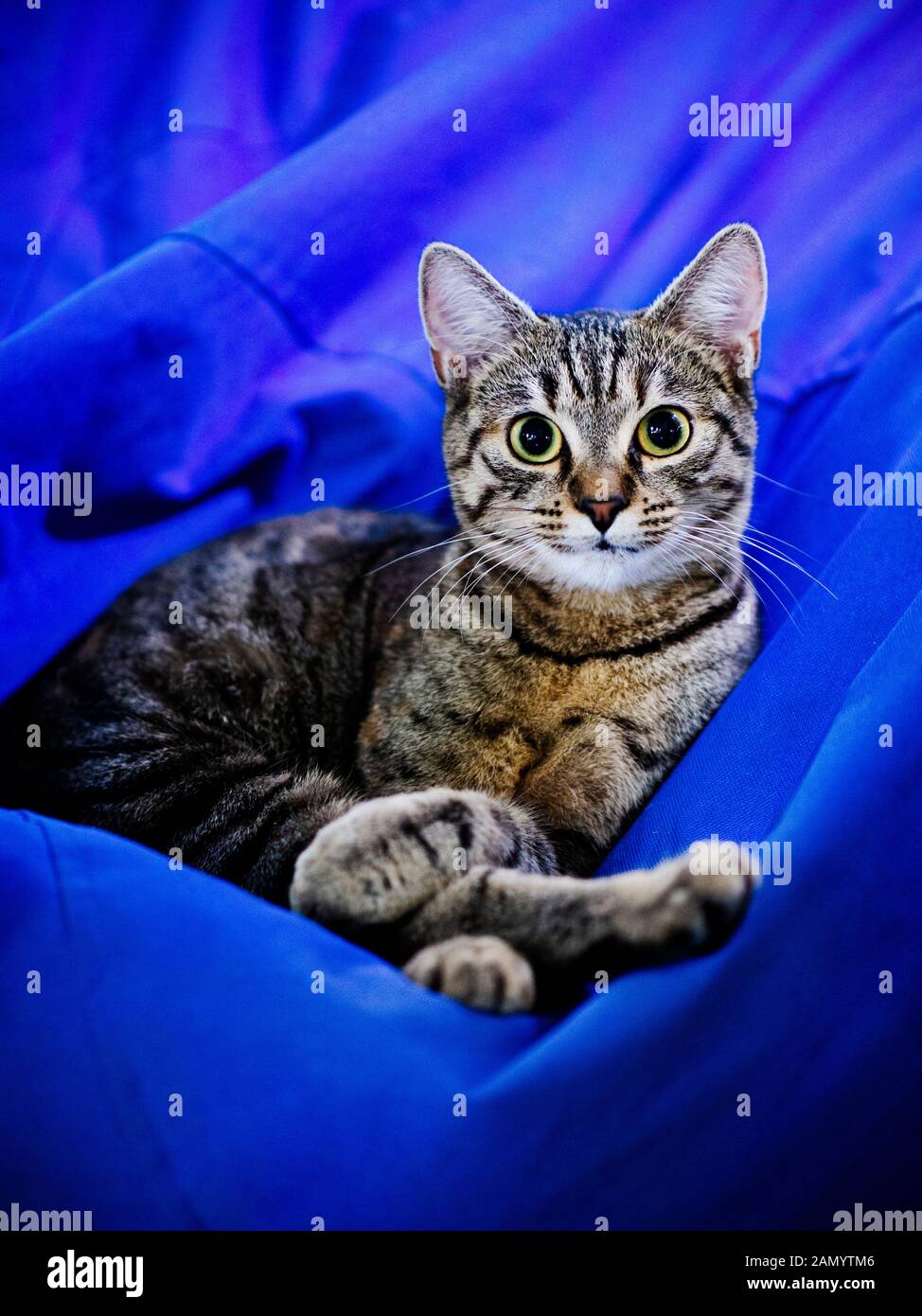Süßes Tabby-Kitty Stockfoto