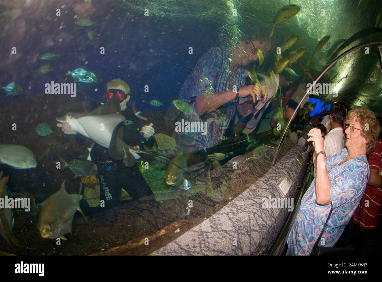 Tourist auf Travellator mit Blick auf Taucher mit Rochen im Haifischbecken, Underwater World Aquarium, Sentosa Island, Singapur Stockfoto